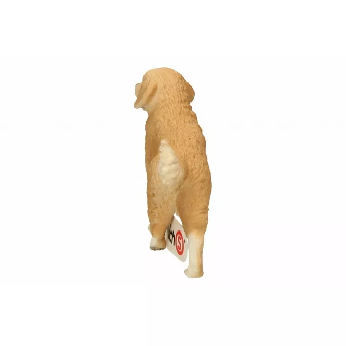 Golden retrieve r, suczka